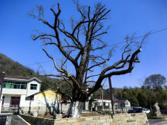 义安区结实推进古树名木匠做